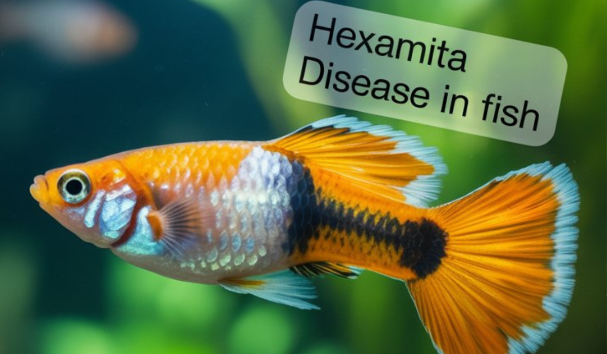 Hexamita Disease in Fish