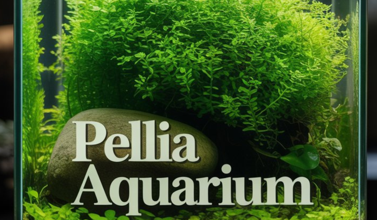 Pellia Aquarium
