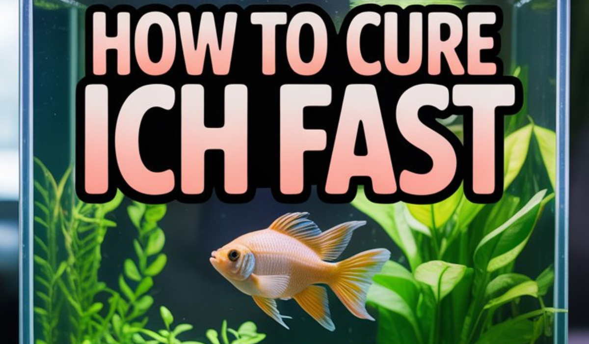 How to Cure Ich Fast