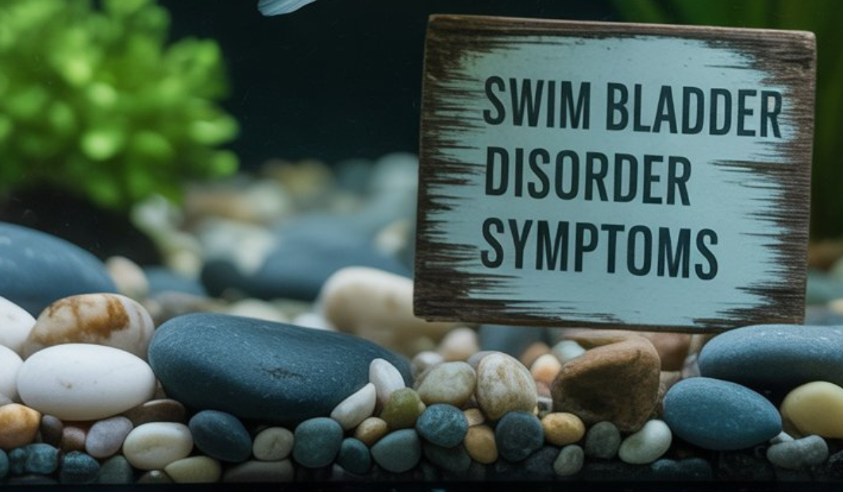 Swim Bladder Disorder Symptoms