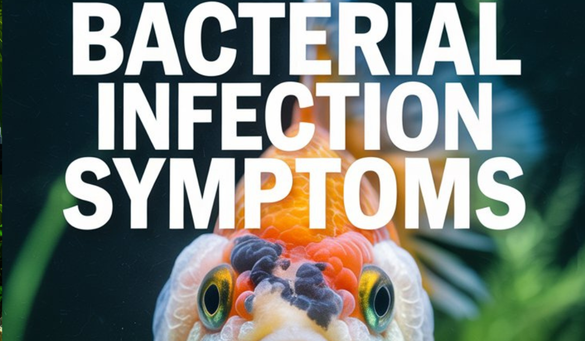 Bacterial Infection Symptoms