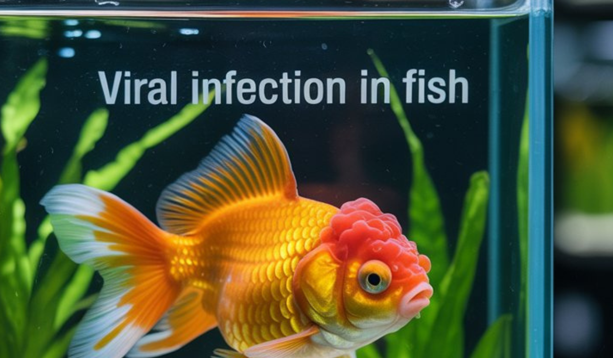 Viral Infection in Fish