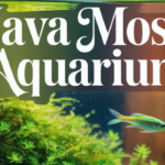 Java Moss aquariums