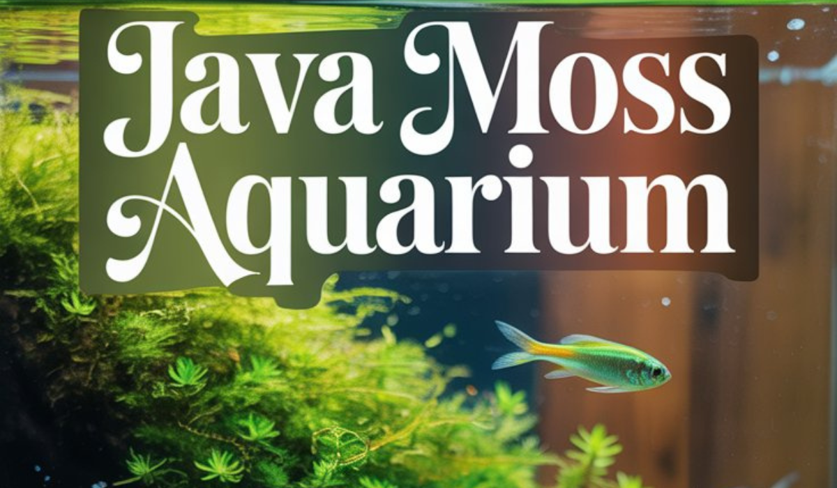 Java Moss aquariums