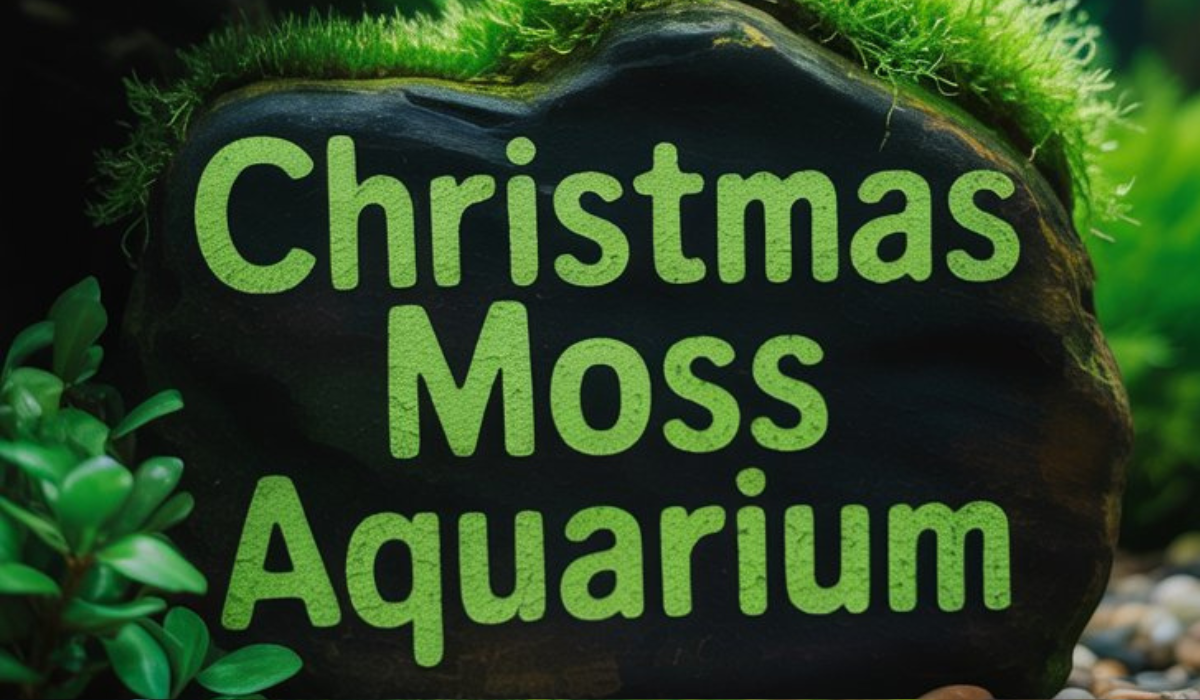 Christmas Moss Aquarium