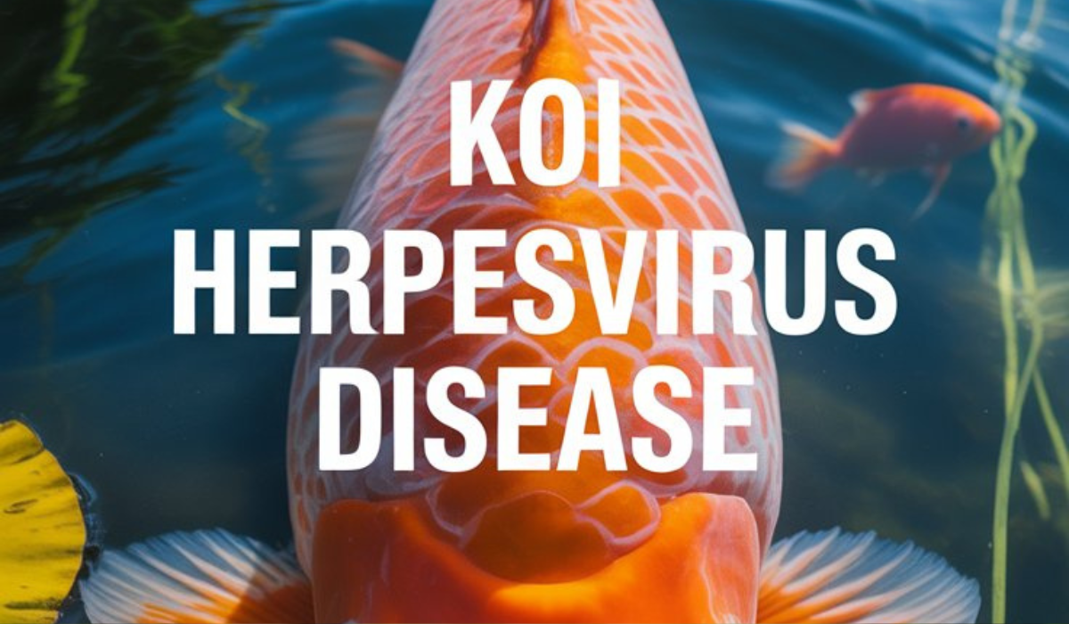 Koi Herpesvirus Disease