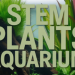 Stem Plants Aquarium