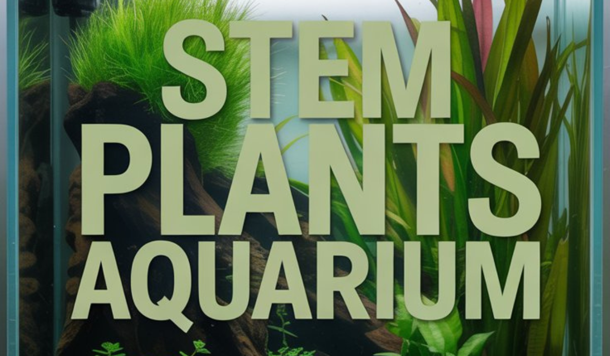 Stem Plants Aquarium