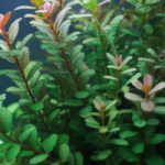 Rotala Rotundifolia Aquarium