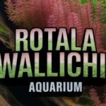 Rotala Wallichii Aquarium