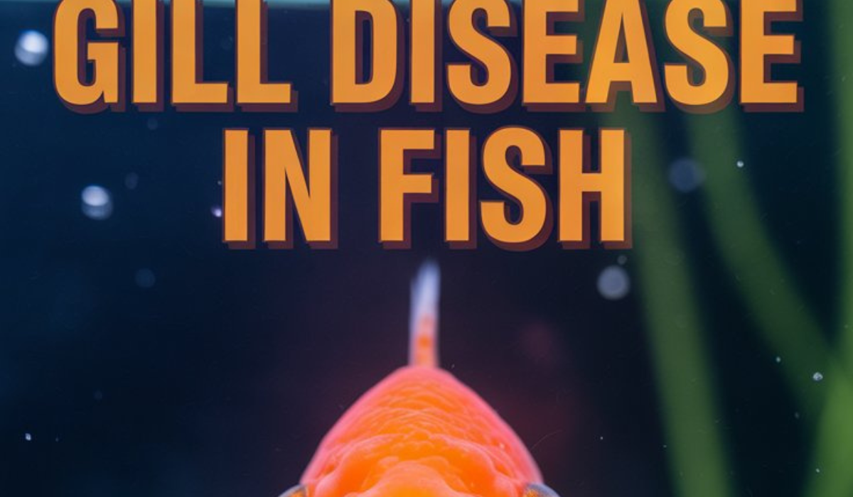 Gill Disease in Fish