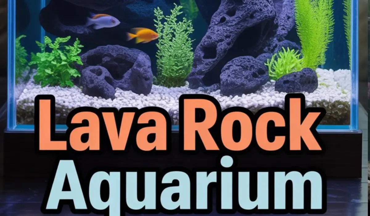 Lava Rock Aquarium