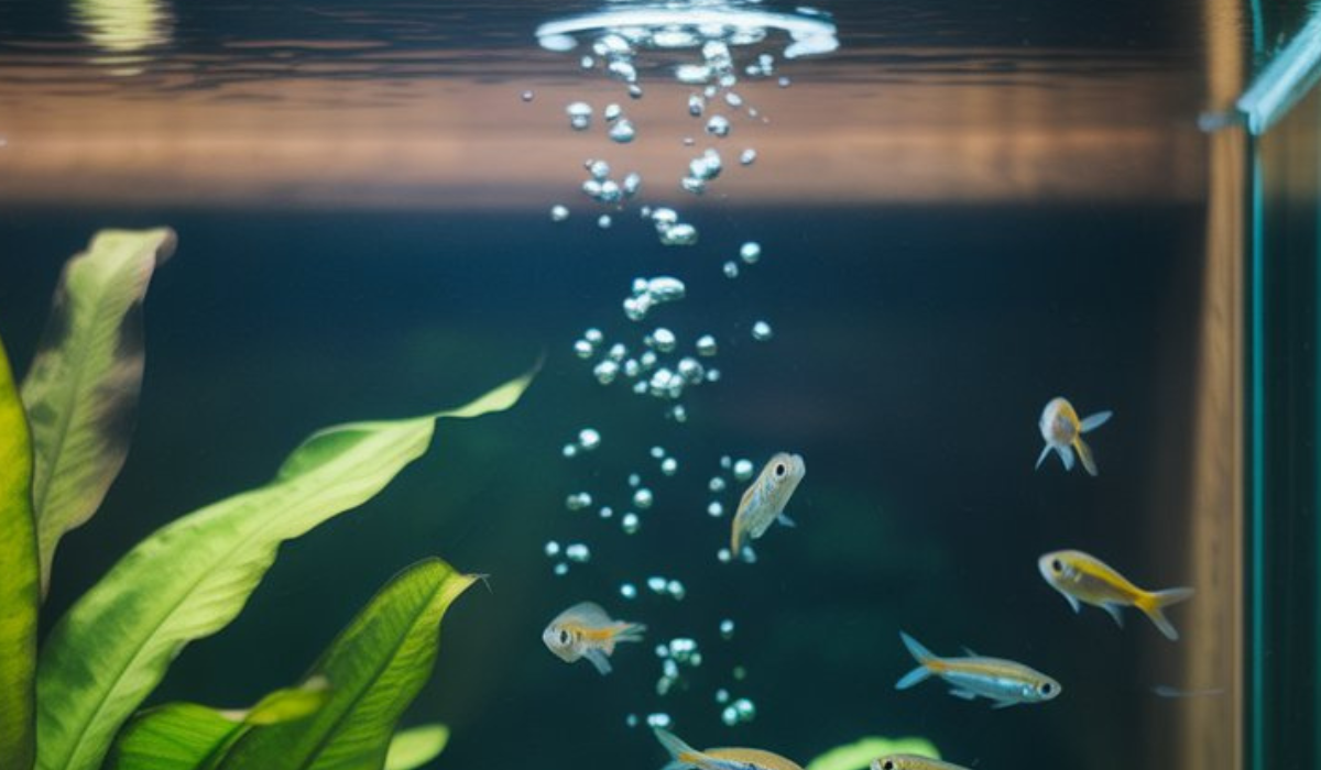 chloramine removal aquarium