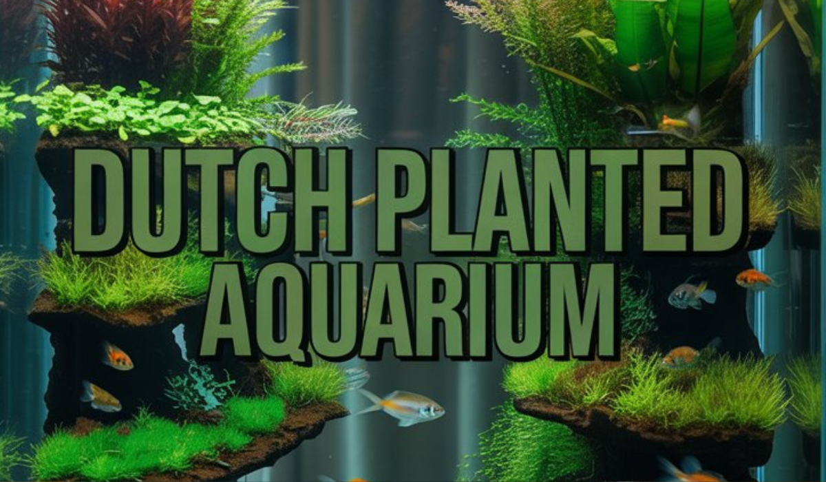 Dutch Planted Aquarium
