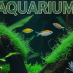 Jungle Planted Aquarium