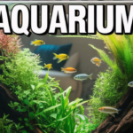 Walstad Method Aquarium