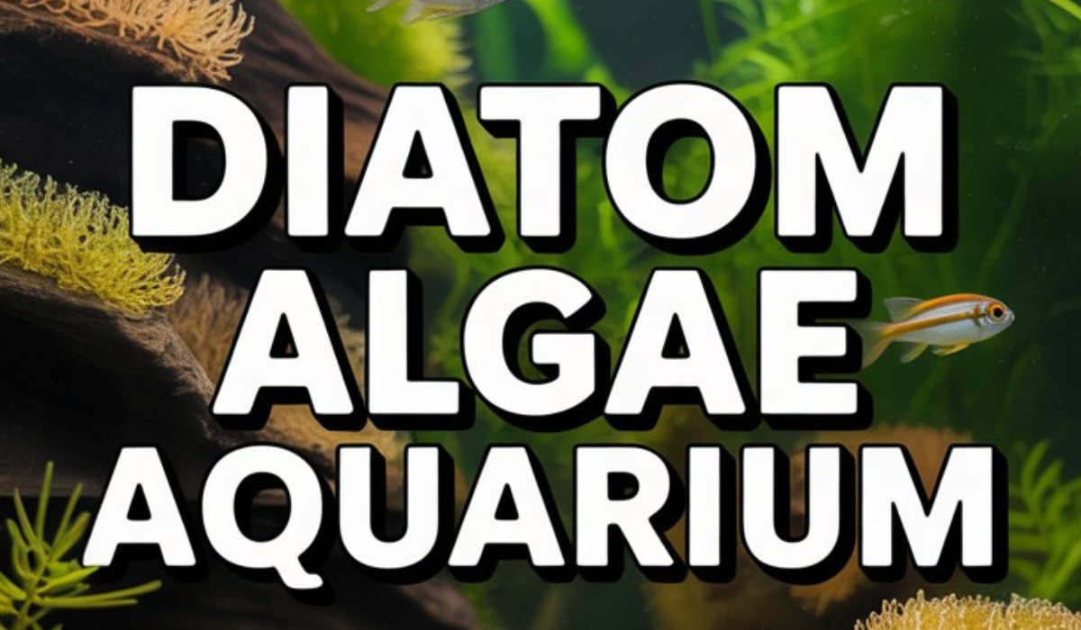Diatom Algae Aquarium: Causes, Prevention, and Complete Removal Guide