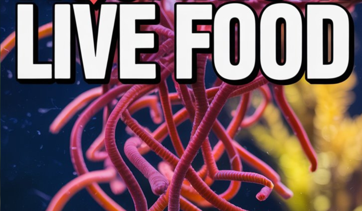 Aquarium Live Food