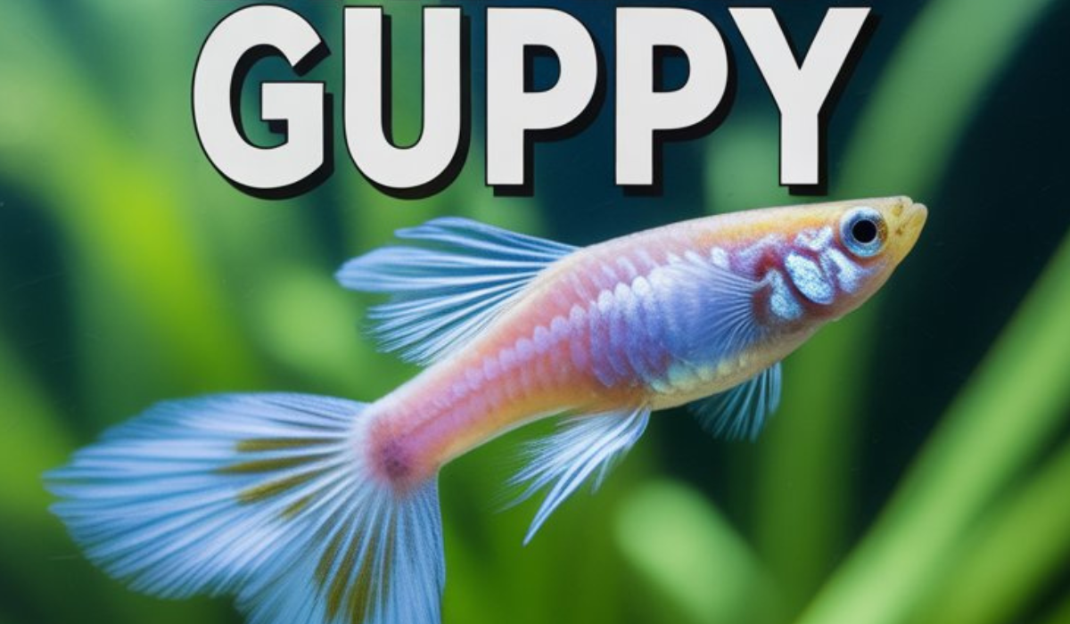 Albino Endler Guppy
