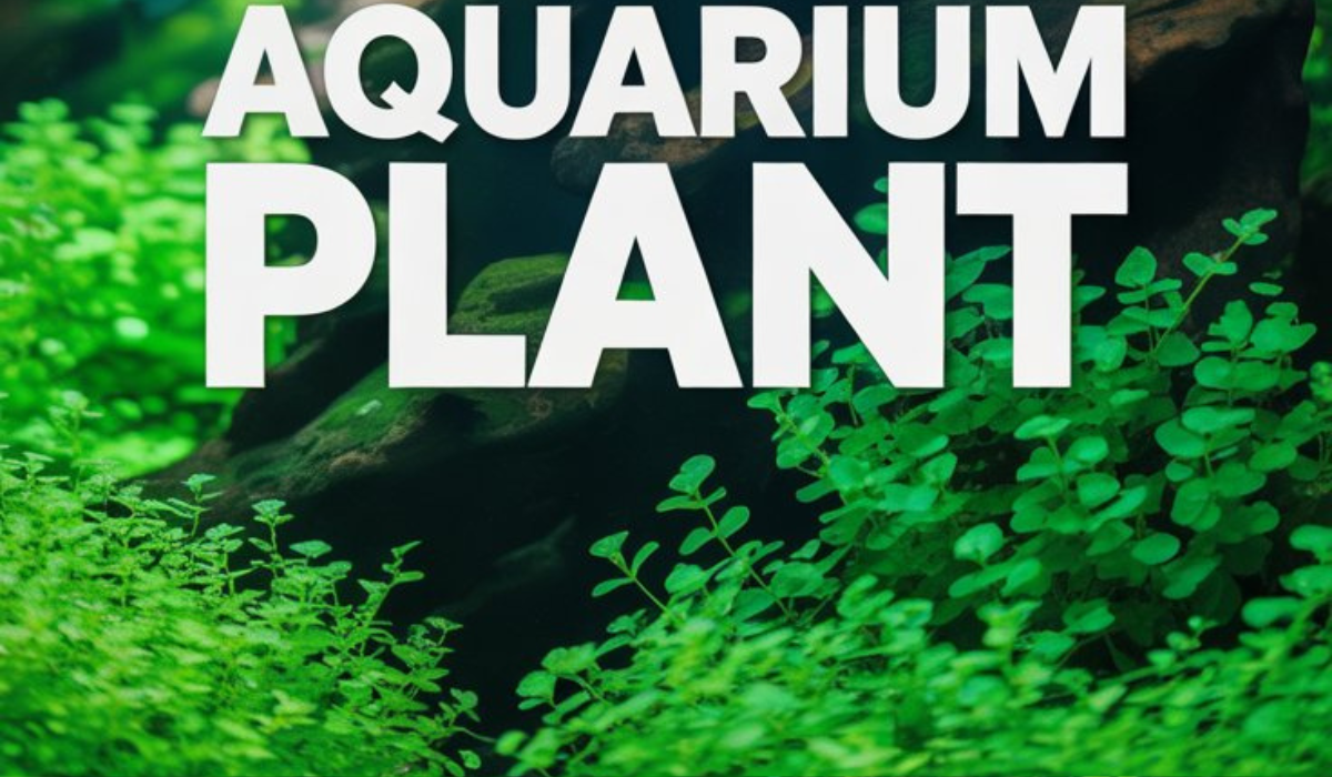 Monte Carlo Aquarium Plant