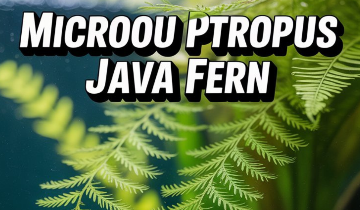 microsorum pteropus java fern