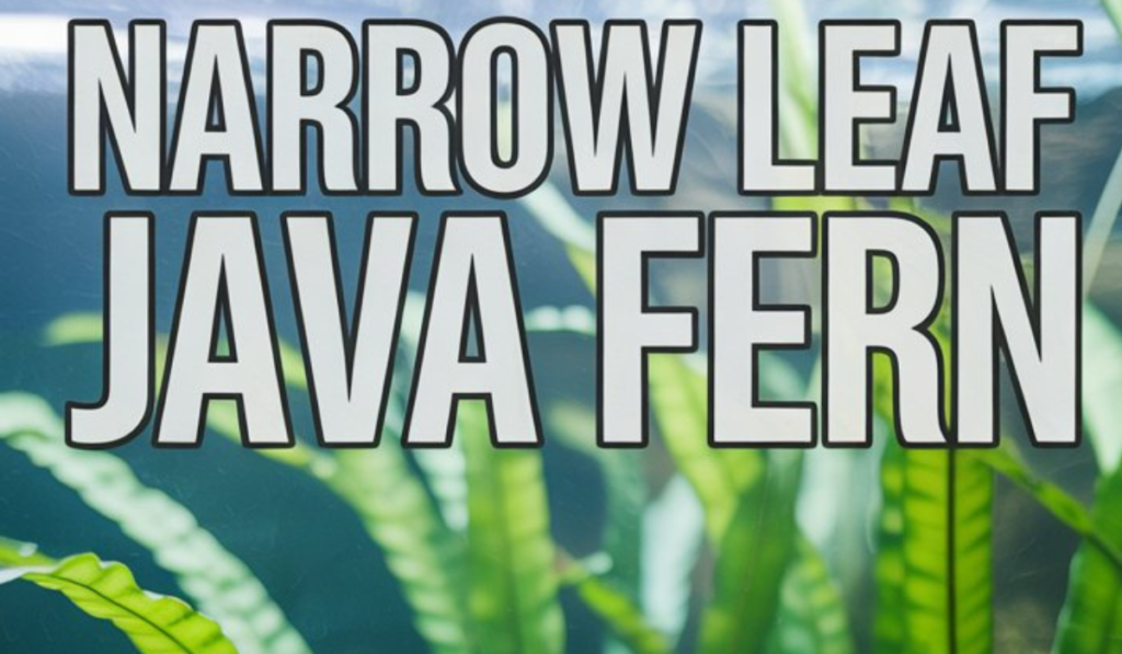 Java Leaf Narrow Leaf Java Fern: The Complete Guide to Growing and Caring for ...