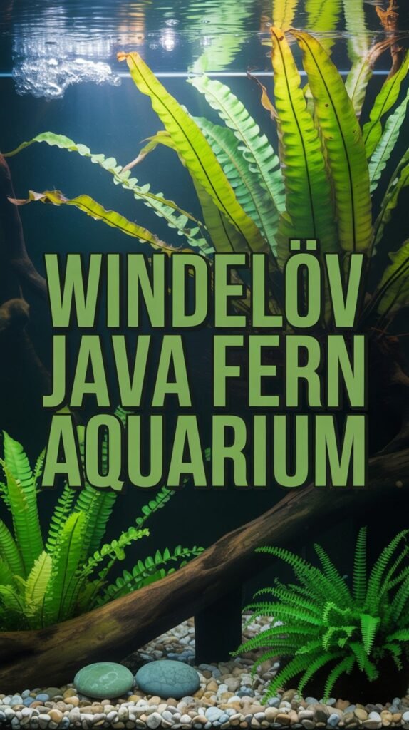 Windelov Java Fern