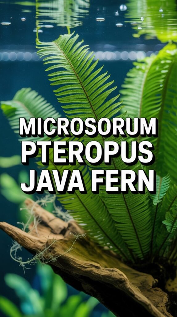 microsorum pteropus java fern