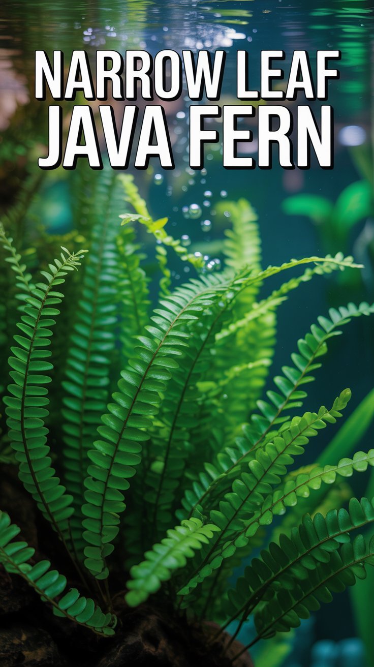 Java Leaf Narrow Leaf Java Fern: The Complete Guide to Growing and Caring for ...