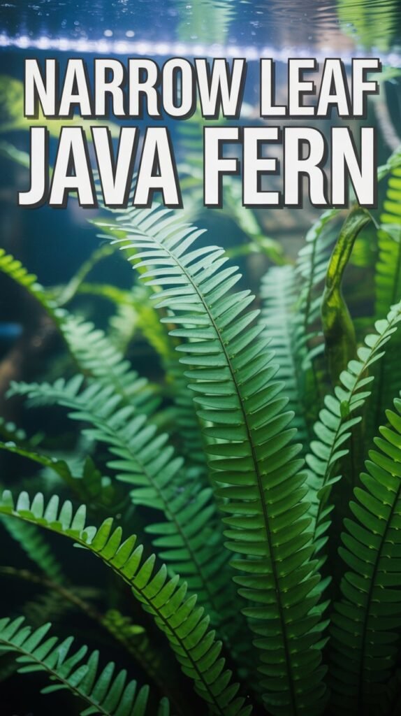 Narrow Leaf Java Fern