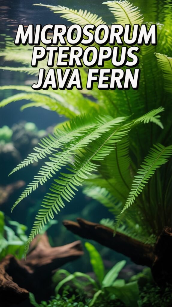 microsorum pteropus java fern