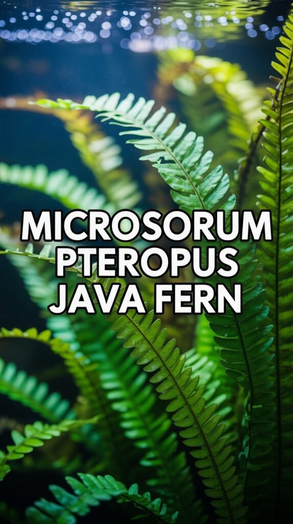 microsorum pteropus java fern