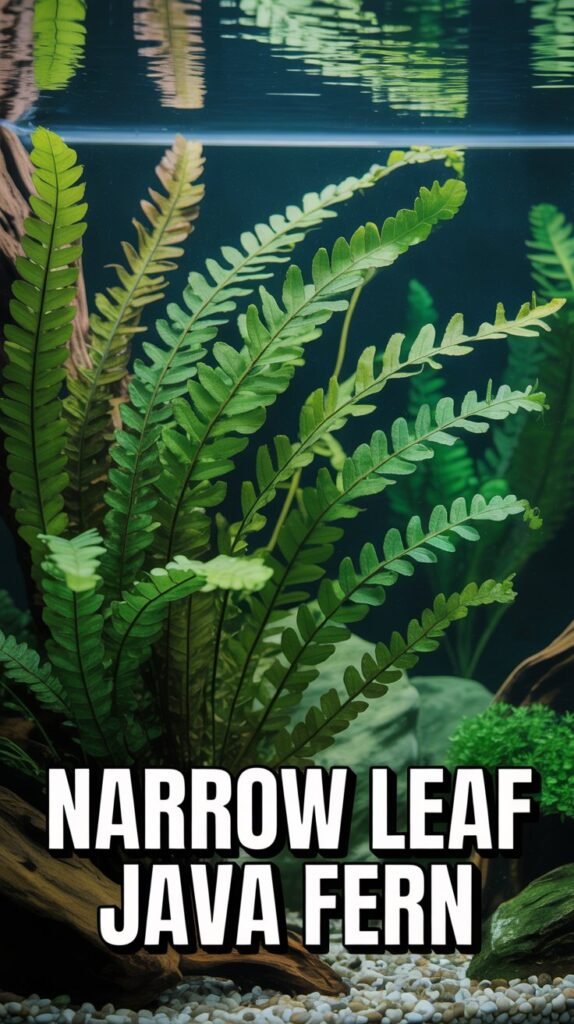 Narrow Leaf Java Fern