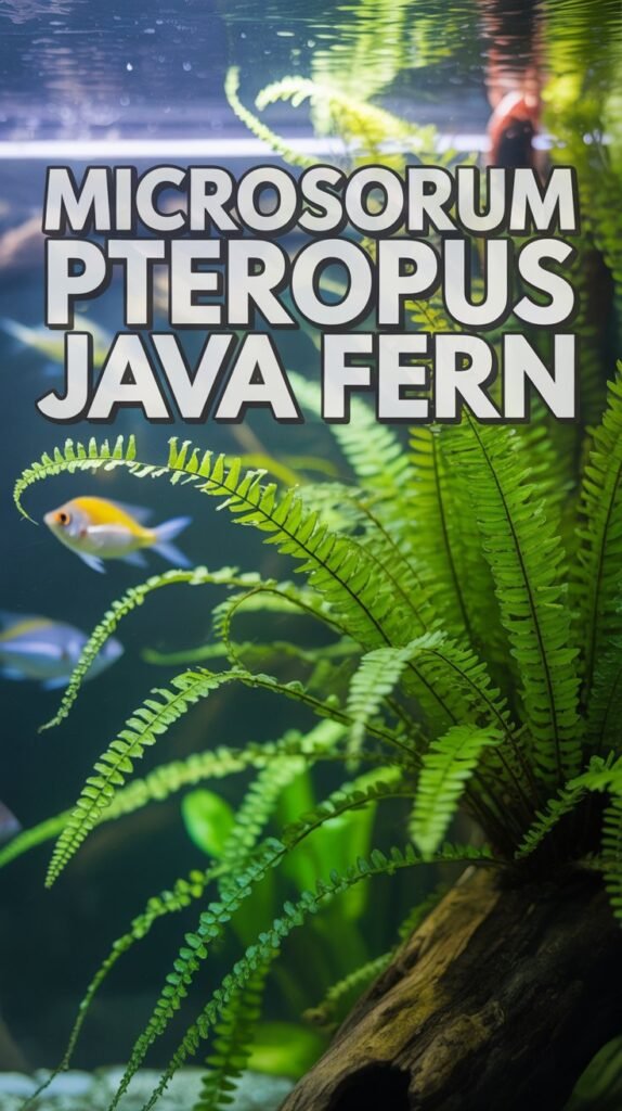 microsorum pteropus java fern