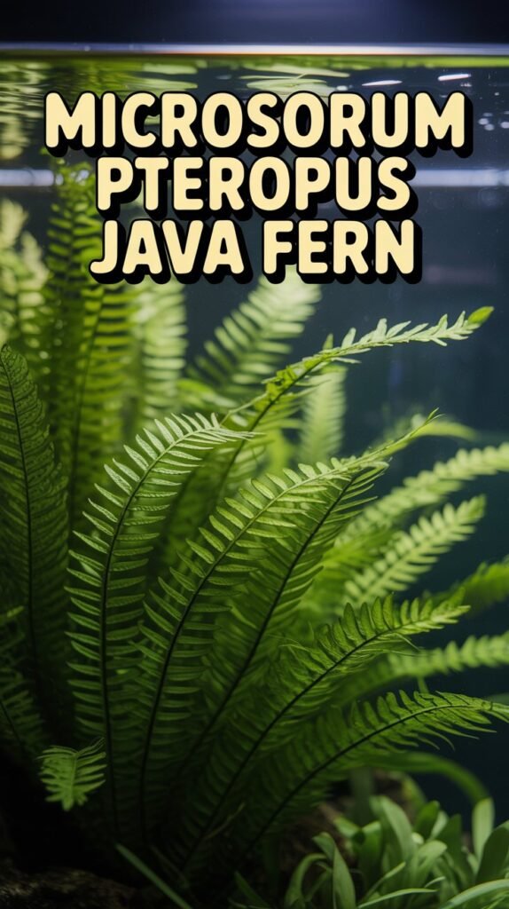 microsorum pteropus java fern