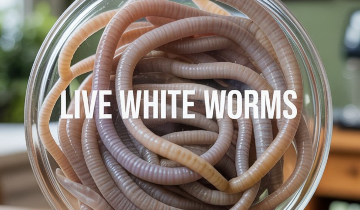 Live White Worms