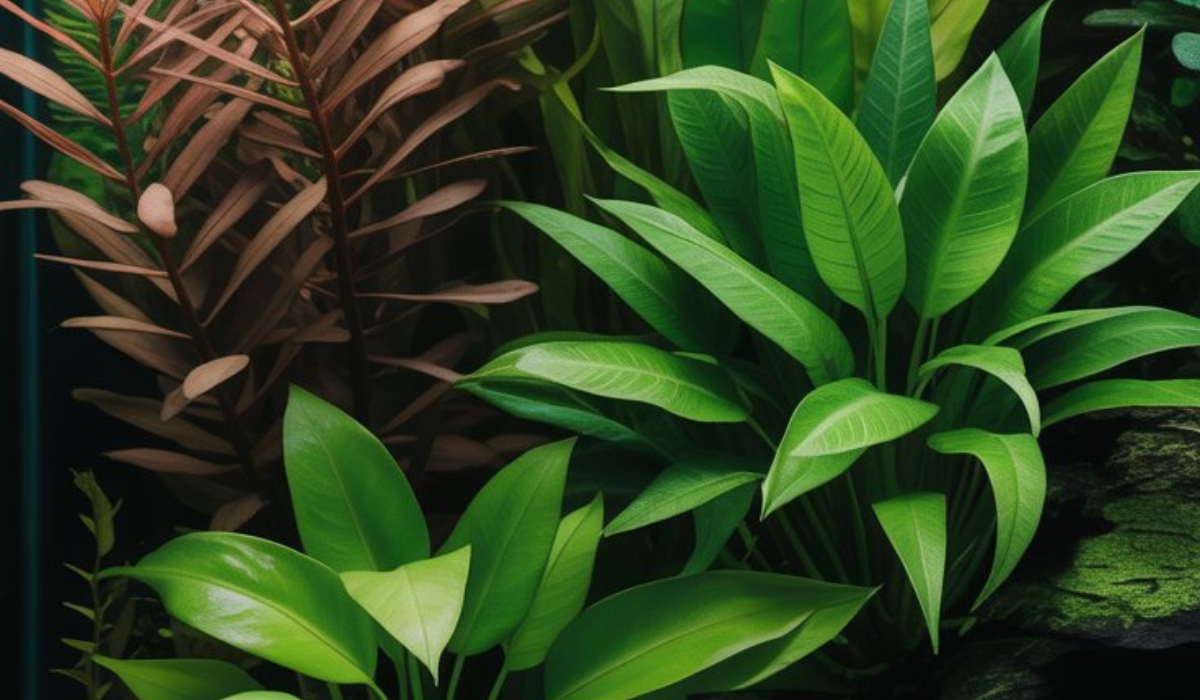 Midground Aquarium Plants