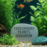 Foreground Plants Aquarium