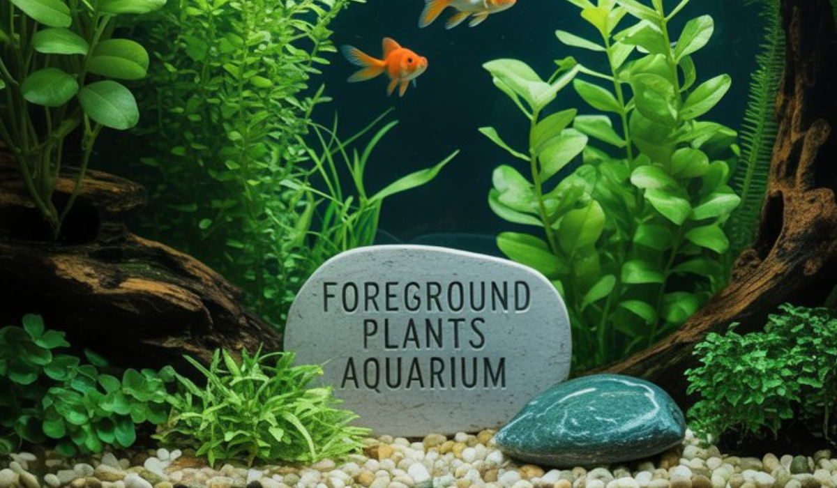 Foreground Plants Aquarium