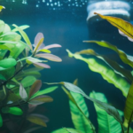 Background Plants Aquarium