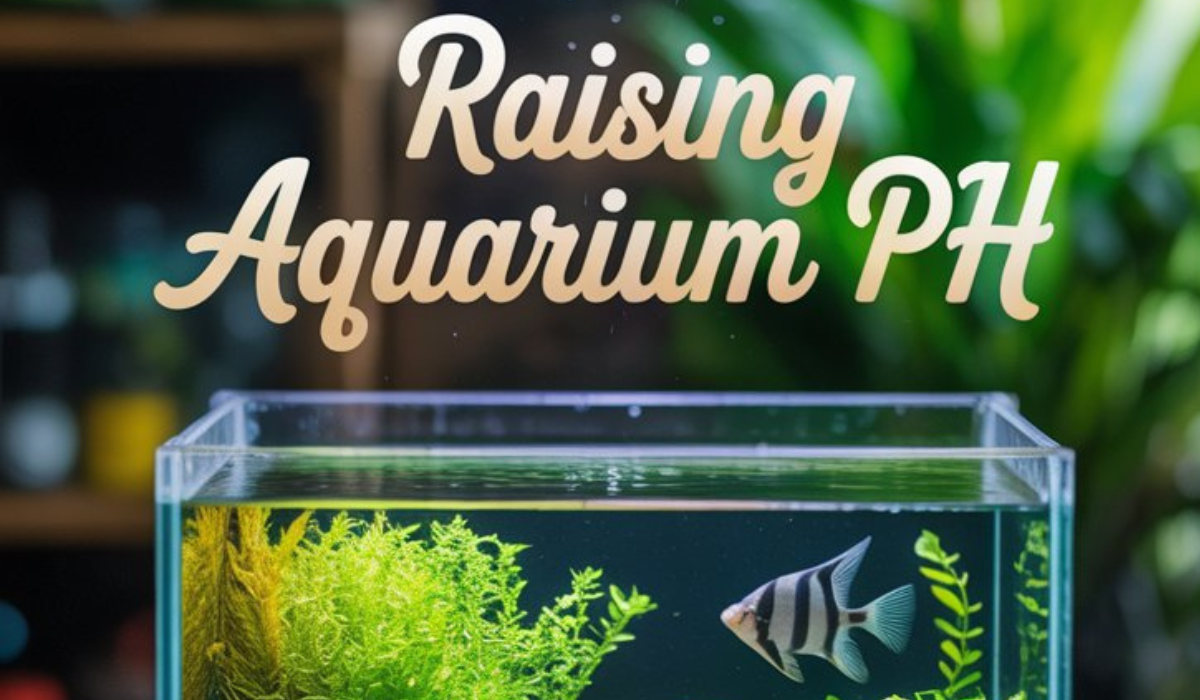 Raising Aquarium pH