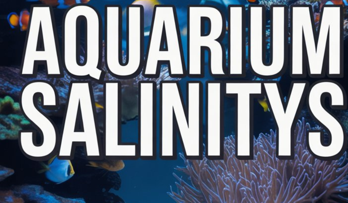 Aquarium Salinity