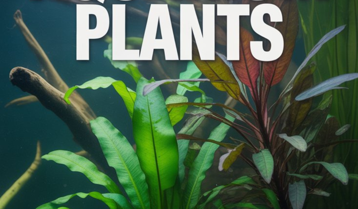 Root Tabs for Aquarium Plants