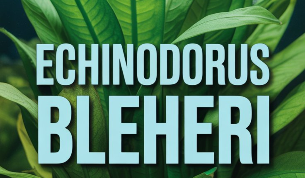 Echinodorus Bleheri