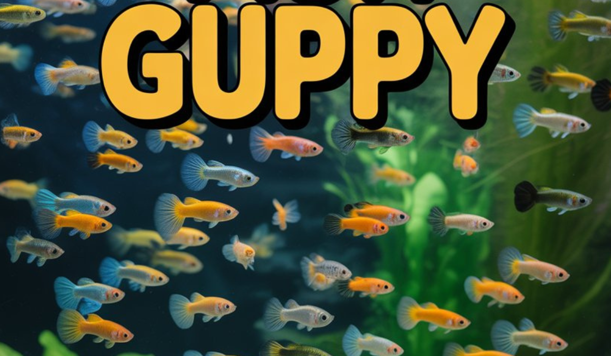 Million Fish Guppy