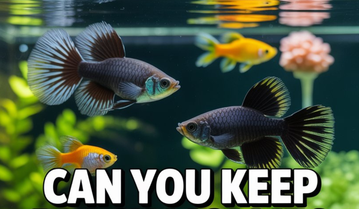Can You Keep Black Mollies and Guppies Together