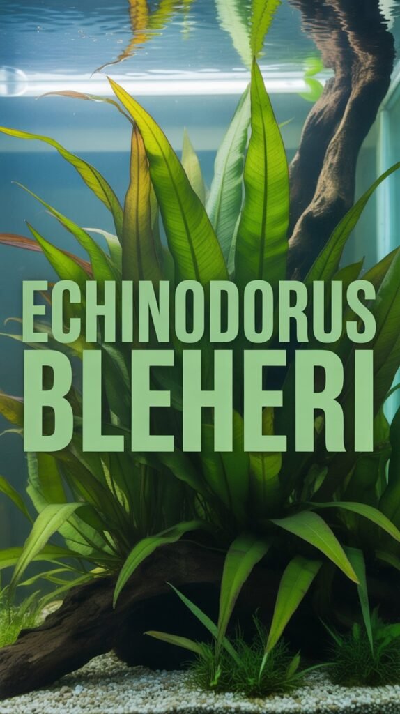 Echinodorus Bleheri