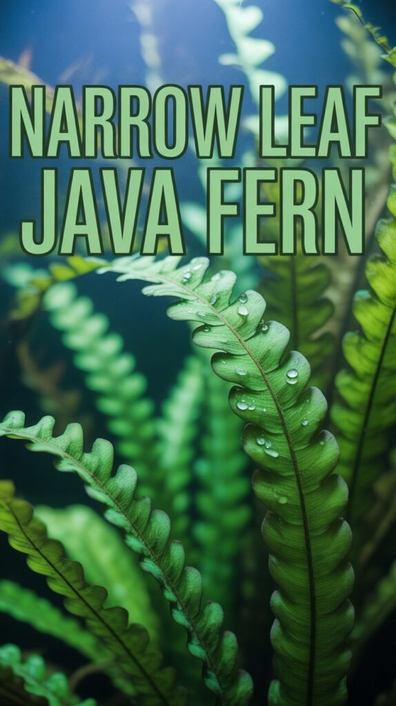 Narrow Leaf Java Fern