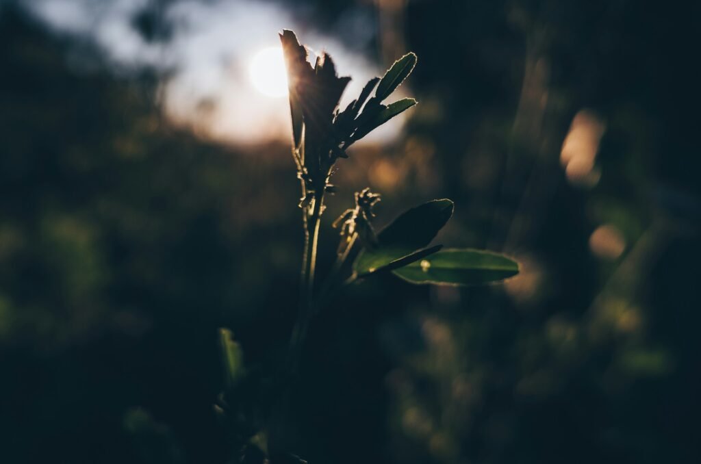 Green leafed plant during daytime