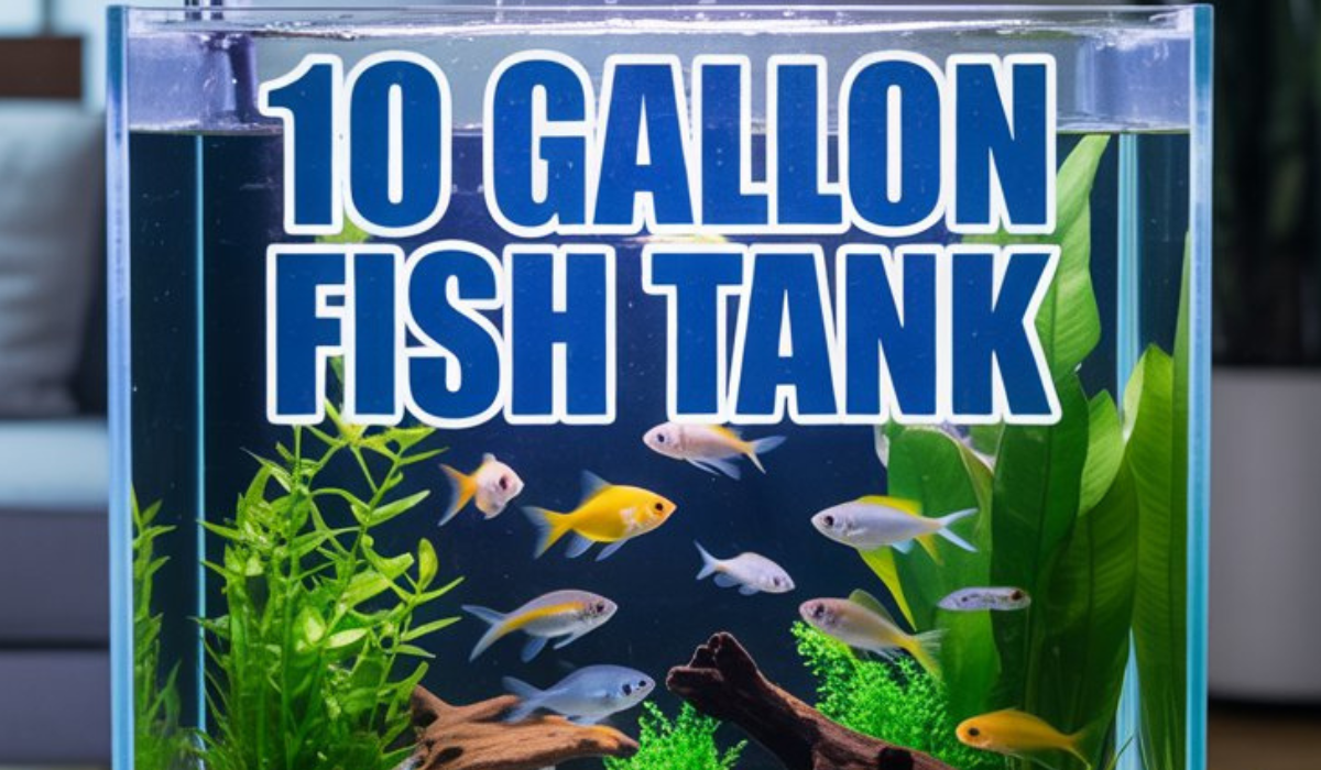 10 Gallon Fish Tank